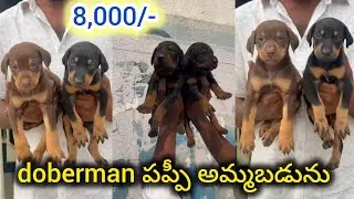 Good quality doberman puppies for sale in telugu/8143988987/BGS pets 