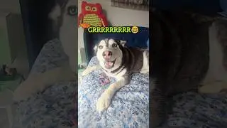 Grrrrrrr !😂 #dog #dogshorts #shorts #husky #funny #pets #puppy #dogs