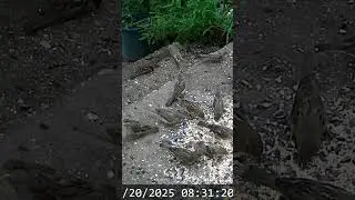 Wizyta stada wr&oacute;bli! 🐦