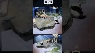 &nbsp;山海隔不断牵挂，愿宝力青宝饱食无忧，平安康健，早日踏归途 #大熊猫宝力 #大熊猫青宝#大熊猫 #国宝大熊猫 #国宝熊猫 #大熊猫美香一家#panda #cutepanda #cutepanda