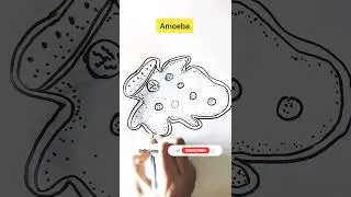 how to draw amoeba diagram with dots trick #shorts #viral #science #diagram#study#drawing#dailylearn