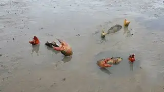Catching Big Mud Crabs at Swamp after Water Low Tide
