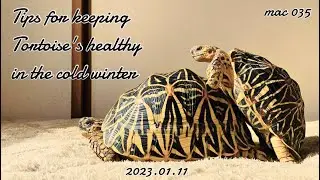 ［Indian Star Tortoise］Tips for keeping Indian Star Tortoise's healthy in the cold winter