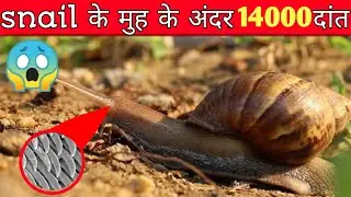 Snail के मुह के अंदर 14000 दांत || Amazing facts in Hindi || top 10 interesting facts you don't know