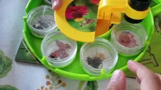 INSECT EXPLORER (Science Lab)for kids!
