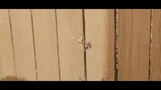 Orb weaver catches and eats Japanese beetle Araneus gemmoides & Popillia japonica