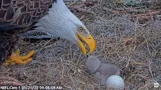 Gabby Gives NE31 A Good Feeding!