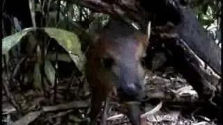 Baby Red-Flanked Duiker