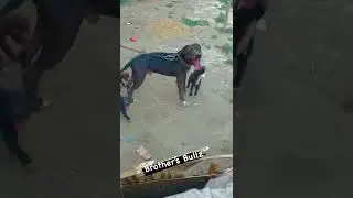#pitbull #apbt #pitbull dog#viral video