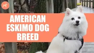 American Eskimo Dog Breed Profile