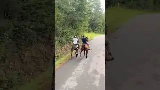 Top Single Footing Horses In Mississippi.. #views #horsetrack #horseracing #vlog #horselife