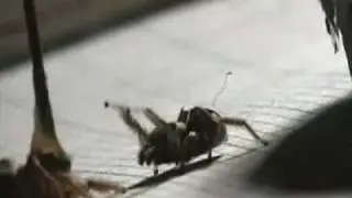 The Most Evil Of All Spiders....The Devil Horn Spider!