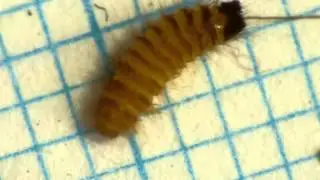 Carpet Beetle Larva from Eumenid Wasp Nest ヒメカツオブシムシ幼虫＠ドロバチ育房
