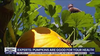 Experts: Pumpkins are good for losing weight | FOX 13 Seattle