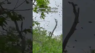 Watch an inside view of a swarm landing - these ladies were caught and put into a new box pretty imm