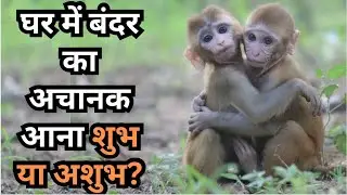 Monkey In House: घर में अचानक बंदर का आना शुभ या अशुभ, जानें किस बात का है संकेत | Astro Utsav