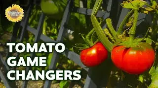 Tomato Mistakes I Will NEVER Make Again!
