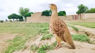 Irani teetar ki awaz | teetar sound | teetar ki boli