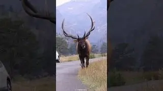 How Winter Turns an Elk&rsquo;s Life Into a Fight for Survival? #shorts