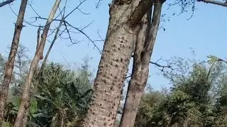Bihar truck driver @dharmendrakumaryadav1582#trending #video share kare aploge dekhe #brekingnews