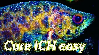 HOW TO cure white spot disease | HOW TO cure ICH (ichthyophthirius multifiliis)