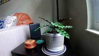 Calathea Lancifolia 24 Hour Timelapse