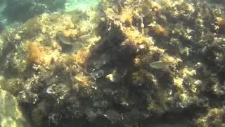Underwater snorkeling U-Mina Bay, Jelsa Island Hvar Croatia 2013