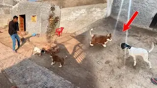 Aj Panther Ko Husky Se Milwaya😍