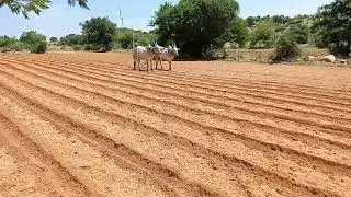 Rayalaseema Bulls original video powerfull Bulls 🔥