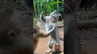 Fighting Cat Vs Monkey #shorts