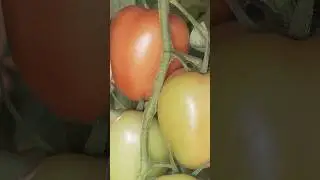 Variedade de #tomate resistente ao geminivirus