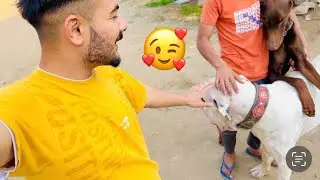 GOLDEN KI CHARGER KE SATH DOSTI ❤️KARVA DI