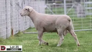 Lot 25 240003 Days Whiteface 2025