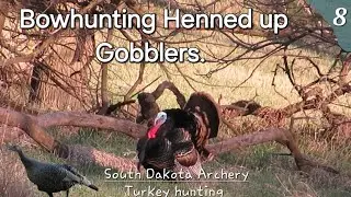 TPW: Bowhunting Henned up Gobblers. South Dakota Archery Turkey hunting.