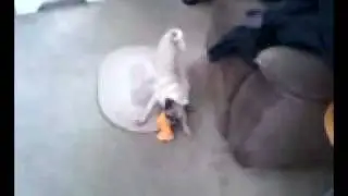 Mad pug skills