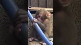 Yenna pozhapu edhu | vadivel comedy vs baby monkey #shorts #monkey #vadivelcomedy #funny