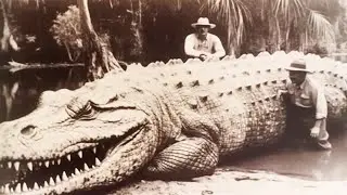 Top 10 Largest Crocodiles In The World