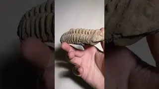 Fossilized Calymene #shorts #trilobite #jurassicpark #jurassicworld #paleontology