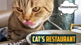 Cats restaurant! Cat chooses food