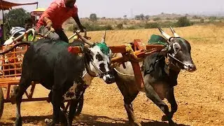 Black bulls of Masuthi pulling bullock cart