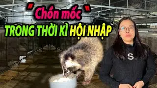 Thời kỳ hội nhập 2026 mở ra cơ hội g&igrave; cho chăn nu&ocirc;i chồn mốc?