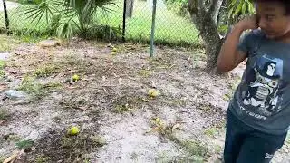 My son Zayan picked mango in my garden Florida USA 🇺🇸