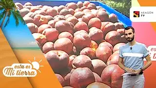 Recogida de nectarinas en Lumpiaque
