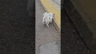 Wigols Muretto  🐶😶&zwj;🌫️ #cute #love #puppy #cucciolo #dog #cane #amore #wigols #shorts #subscribe