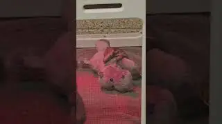 🐾 Adorable Baby Armadillo Cuddles Stuffed Animal!