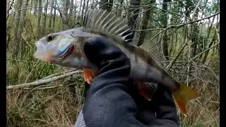Fisk og &AElig;d (ABORRE) NY SERIE?!