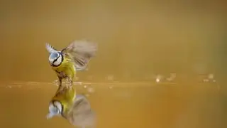 Lisa Kriegler - Opposites Attract (Nature Piano Visualizer - Shallow Water Songbird)