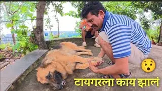 कट्ट्यावर लोळत बसला 🤔 चावता चावता वाचला😯.