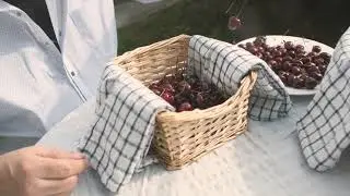 The Journey of U-Pick Cherries | Traverse Bay Farms