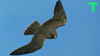 The 10 Fastest Flying Animals on the Planet